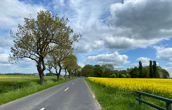 2025-05-Raps-Landschaftspolder003
