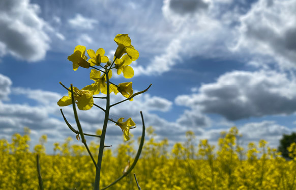 2025-05-Raps-Landschaftspolder004