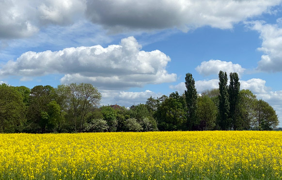 2025-05-Raps-Landschaftspolder006