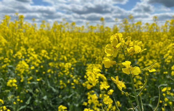 2025-05-Raps-Landschaftspolder007